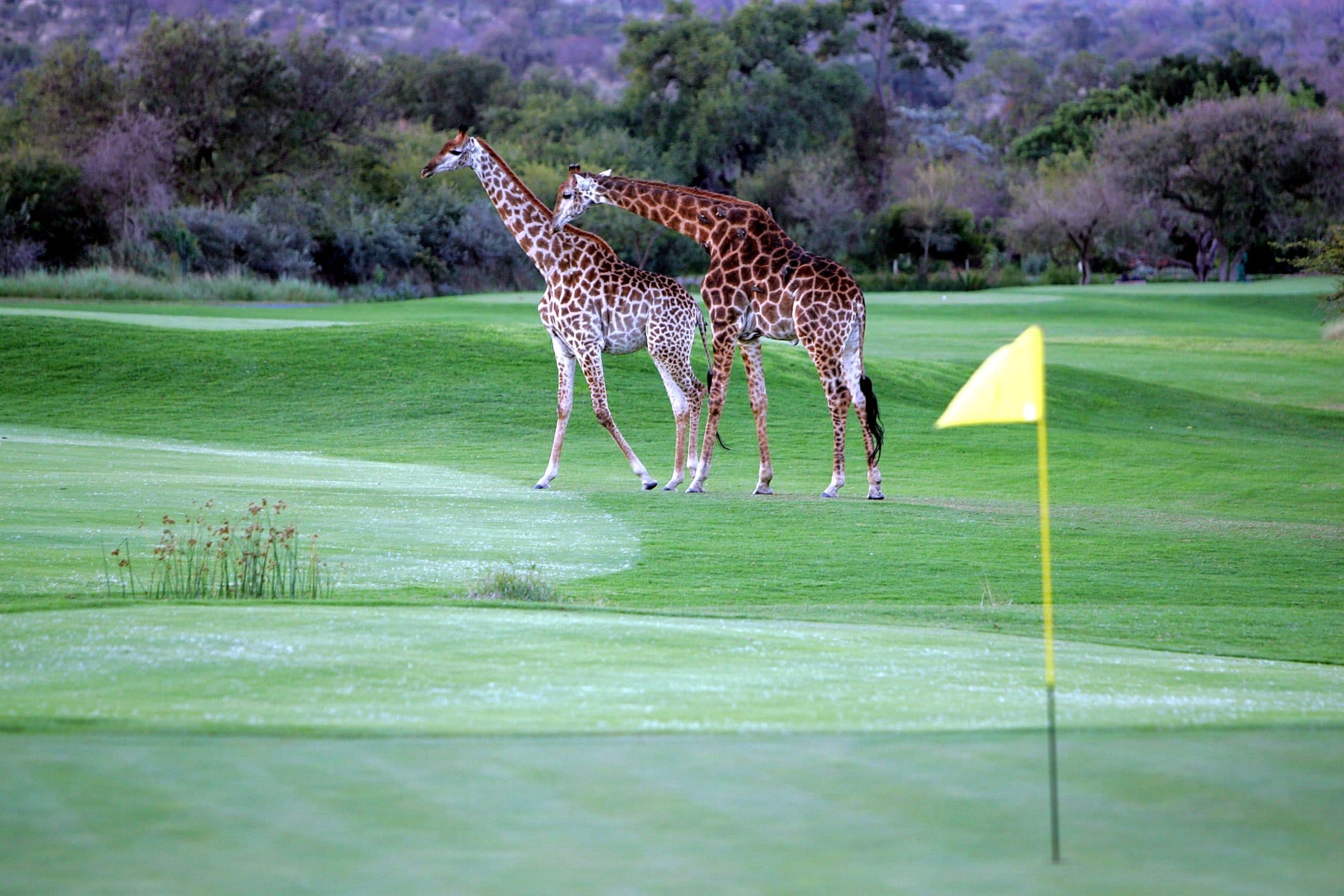 Giraffes walking on a golf course